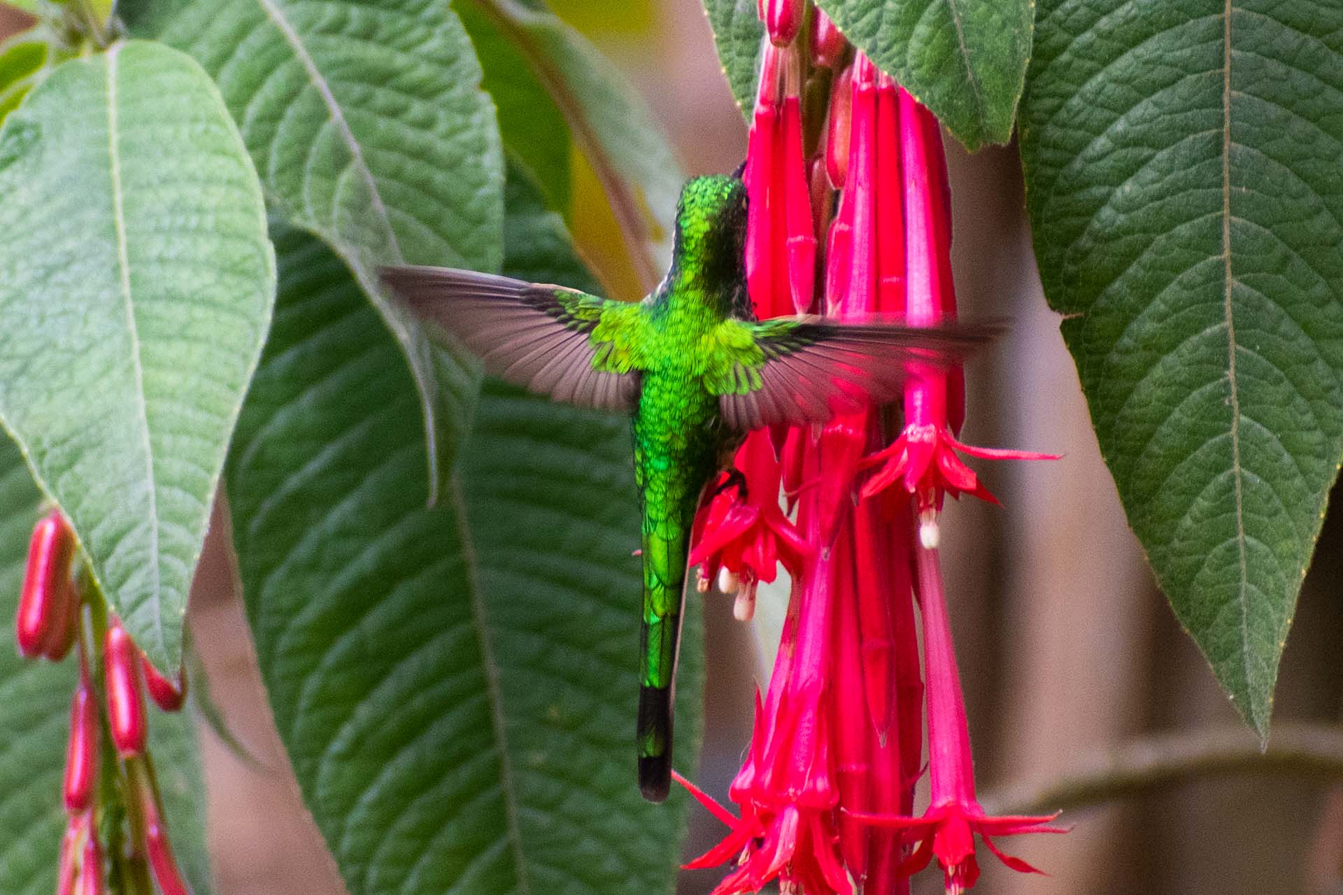 Hummingbird photographed among red flowers by César Cabra