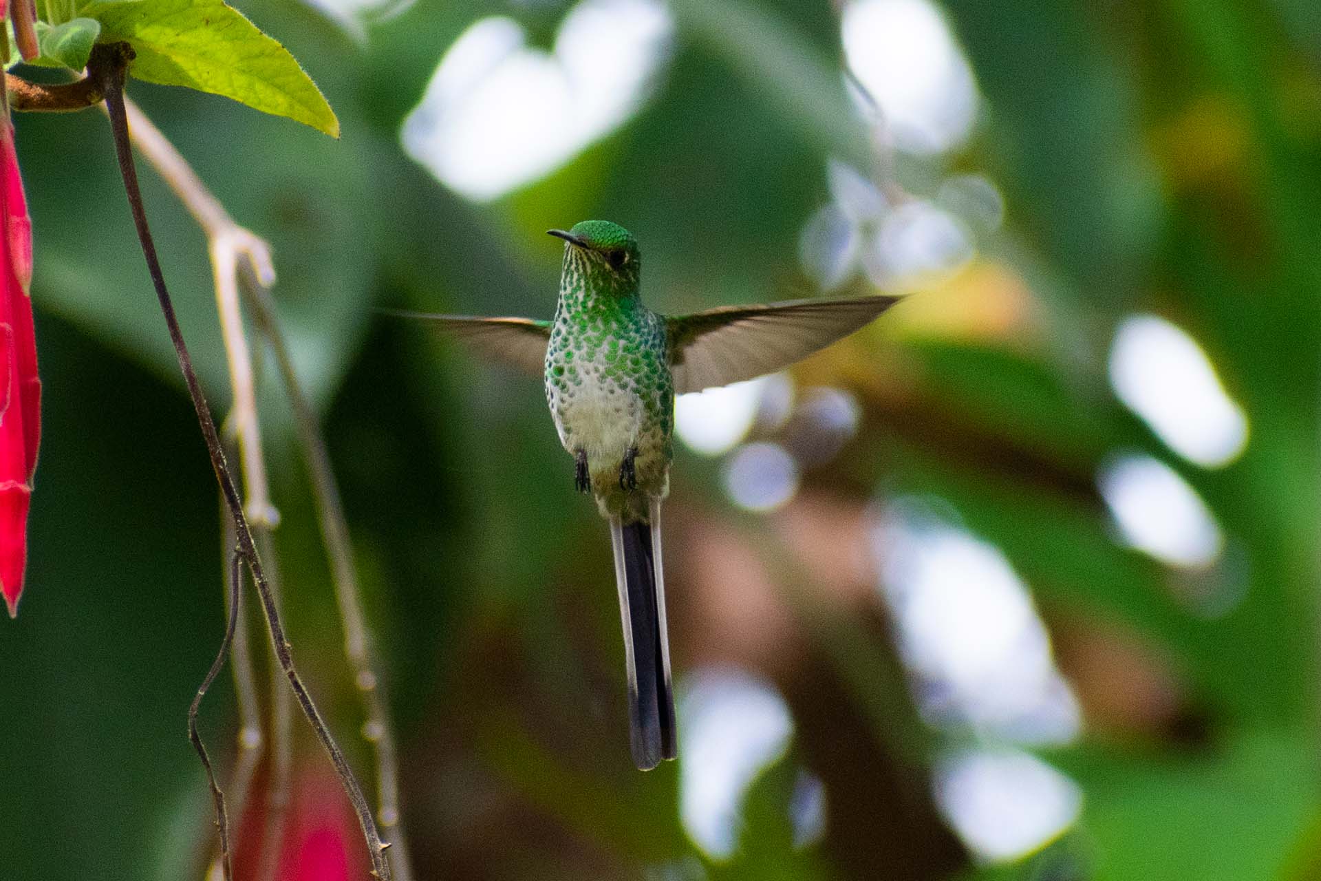 Hummingbird in flight photographed by César Cabra