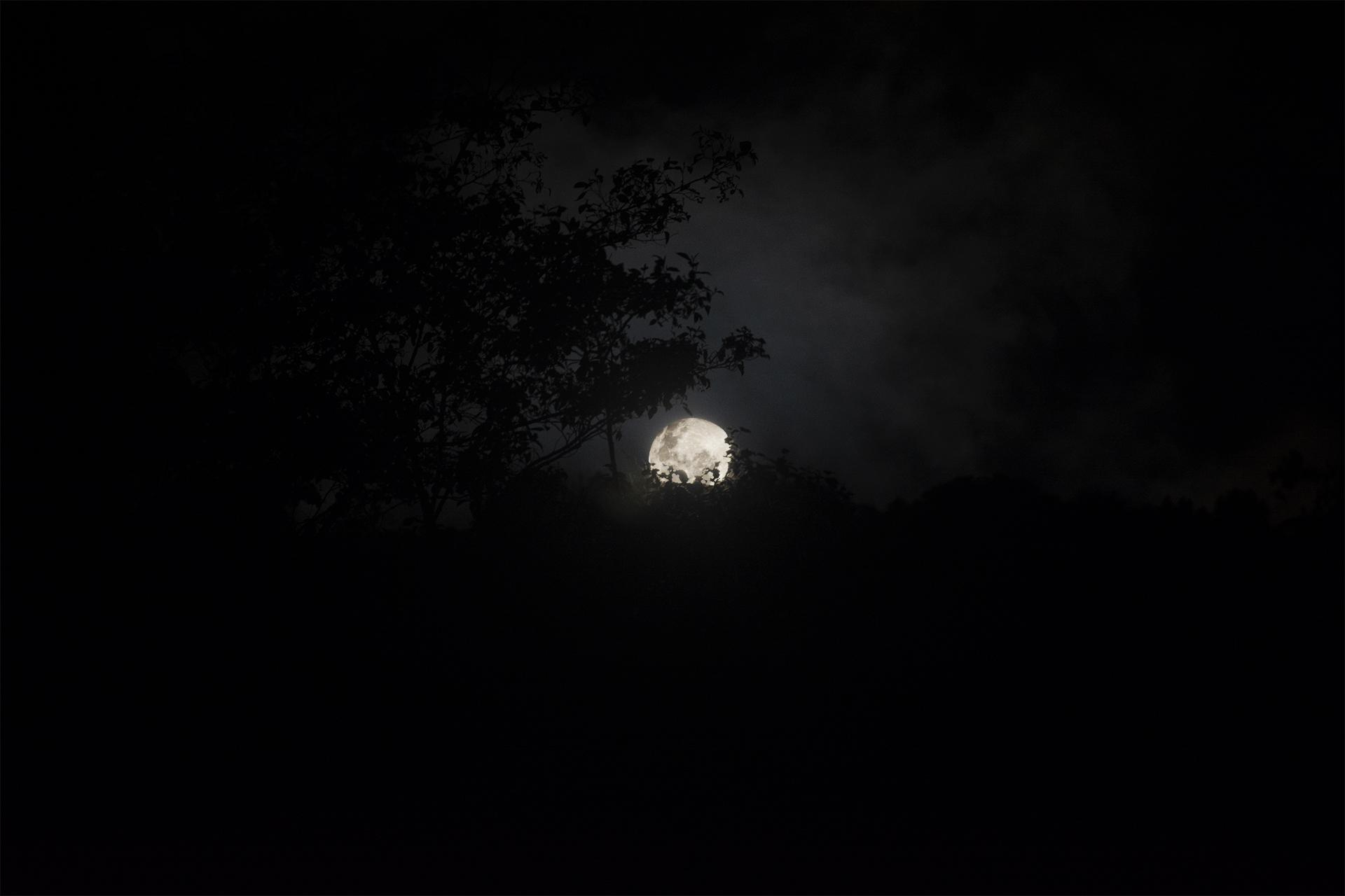 Full moon rising behind a dark treeline