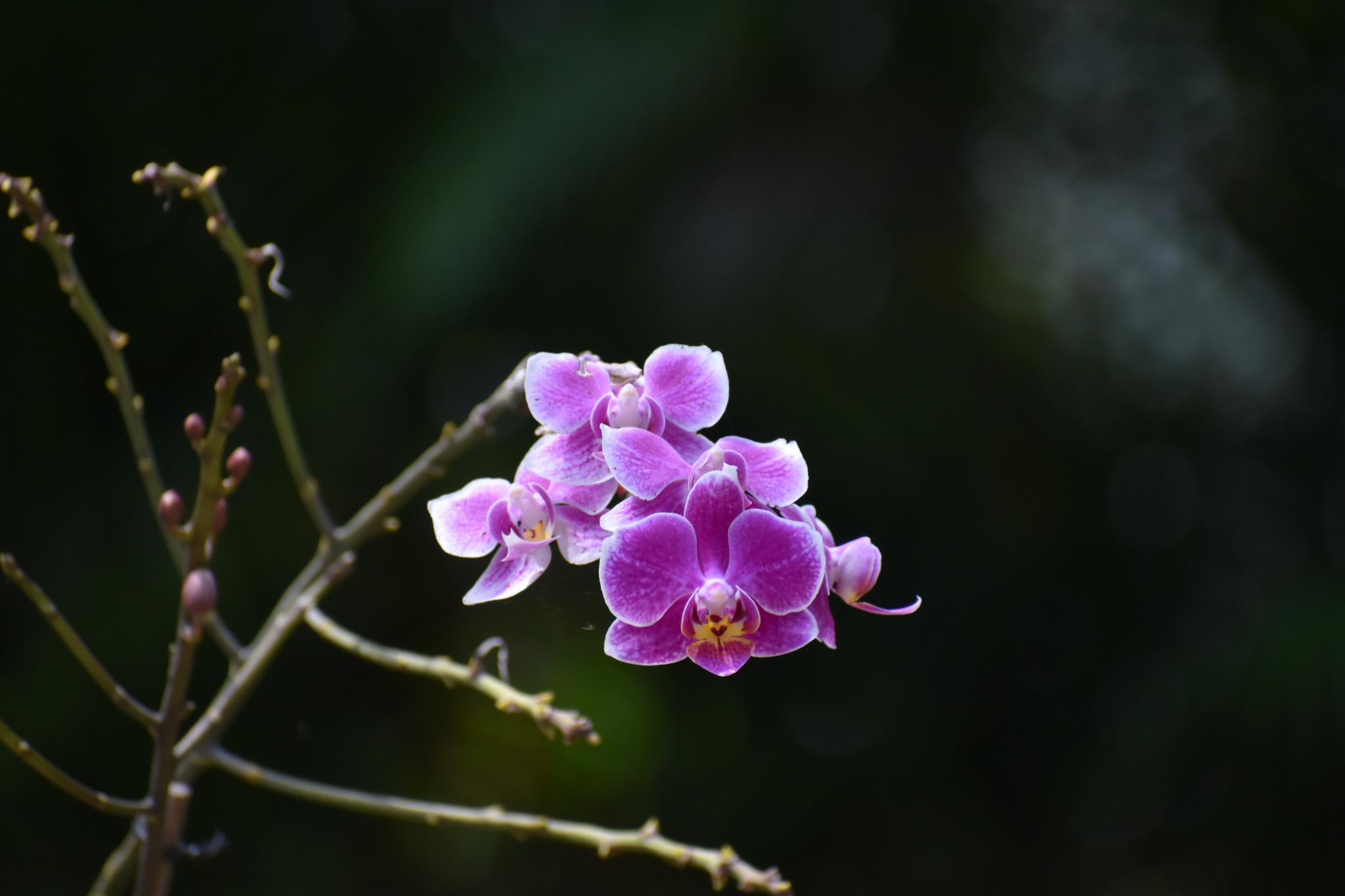 Purple orchid photographed in natural light